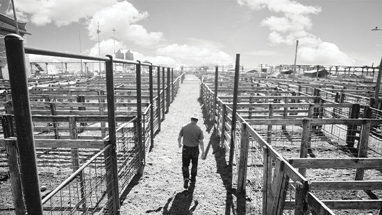 National Livestock COVID-19 Relief Information as of April 9